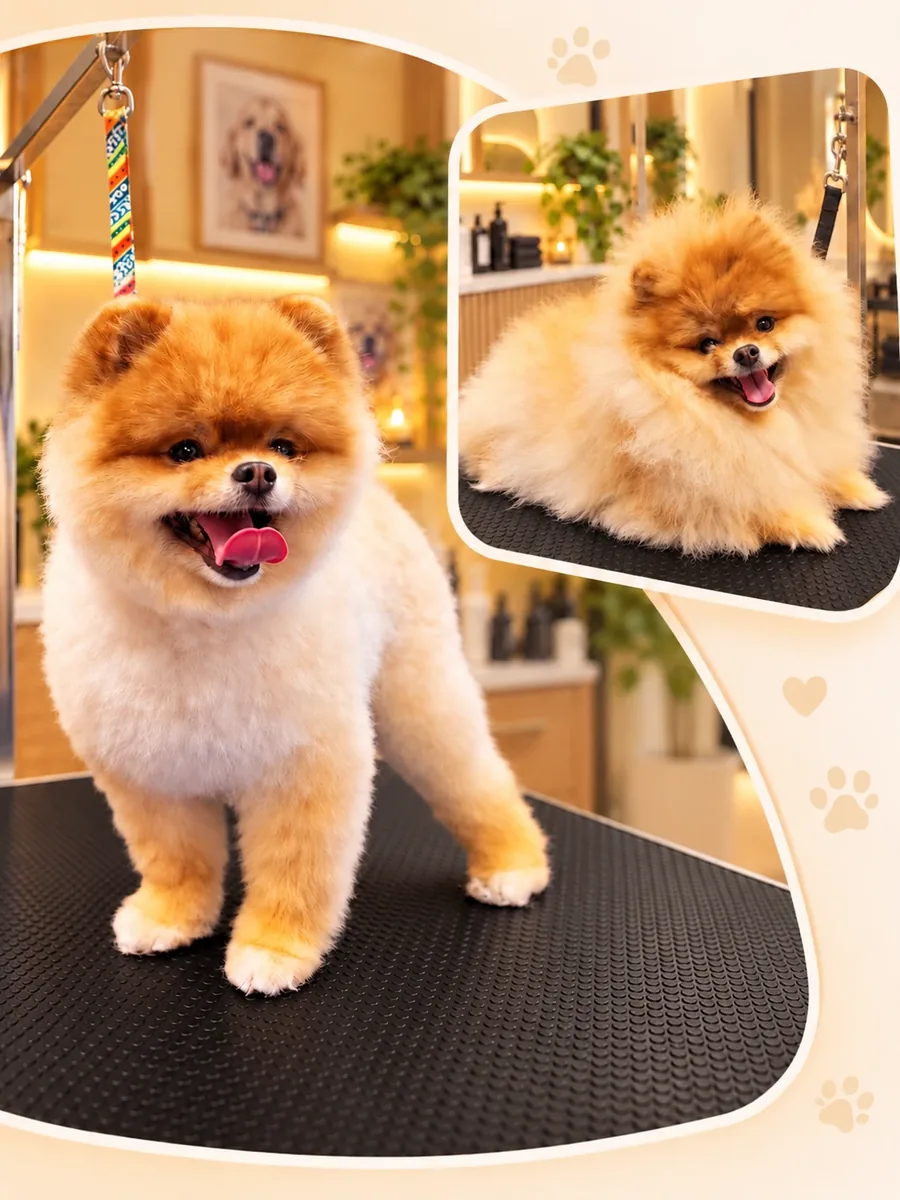 Zwergspitz (Pomeranian) auf dem Pflegetisch, zwei Ansichten